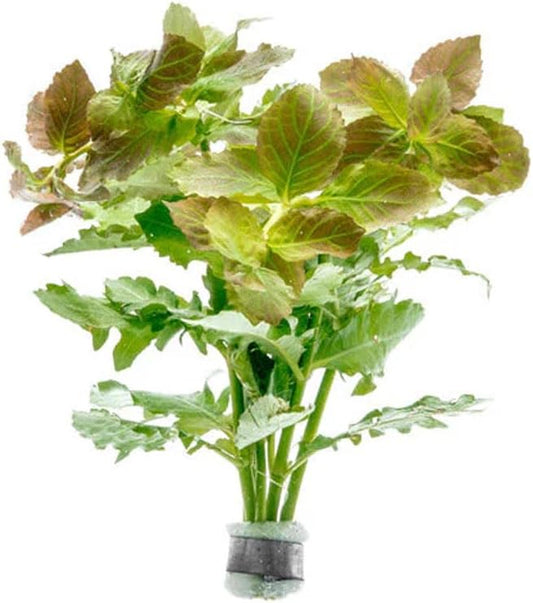 SubstrateSource Live Aquarium Stem Plants - Freshwater Aquatic Plant for Fish Tanks, Aquascaping - (Water Wisteria Hygrophila Difformis, 1 Bunch)