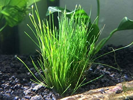 Marcus Fish Tanks - Dwarf Hairgrass Eleocharis Parvula Live Aquarium Plants Carpeting Plant for Aquatic Freshwater Fish Tank BUY2GET1FREE