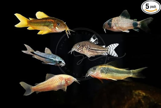 Swimming Creatures 5 PCS Assorted Corydoras Mix, Freshwater Aquarium Catfish Live Arrival Guarantee (3-4 Kinds Mix)