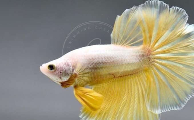 Swimming Creatures™ Betta Live Freshwater Aquarium Fish (Male Halfmoon Gold)