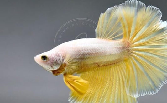Swimming Creatures™ Betta Live Freshwater Aquarium Fish (Male Halfmoon Gold)