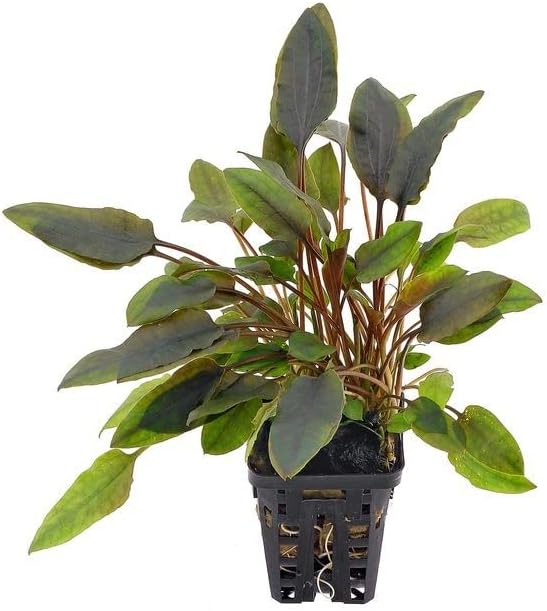 Foreground Potted Live Aquarium Plants | Freshwater Aquatic Plants for Aquariums (Cryptocoryne Lutea, 1)