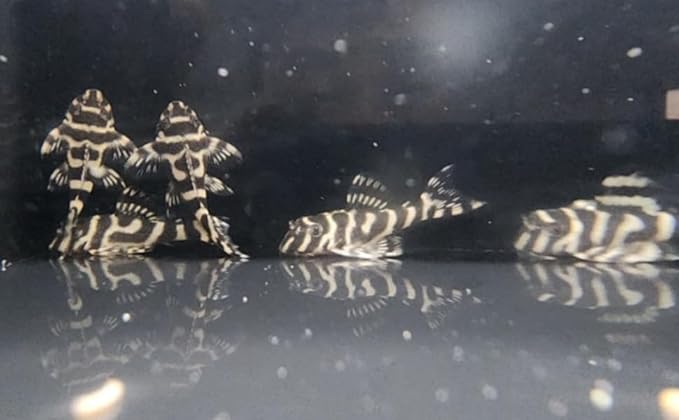 Swimming Creatures™ Pleco Live Freshwater Aquarium Fish (Size Approx 1-2") (1 King Tiger Pleco (L333))