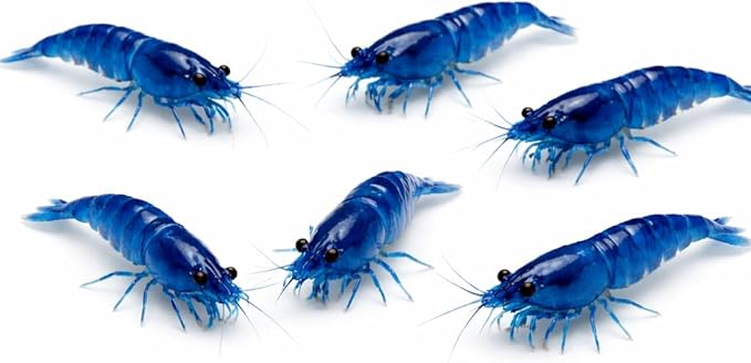 10+ Live Blue Dream Neocaridina Shrimp - Premium Freshwater Aquarium Invertebrates for Planted Tanks, Breeding Stock with Live Arrival Guarantee