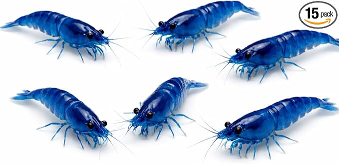 15+ Blue Dream Supreme Gene Shrimps Live Freshwater Neocaridina Shrimp for Aquarium, Live Arrival Guarantee