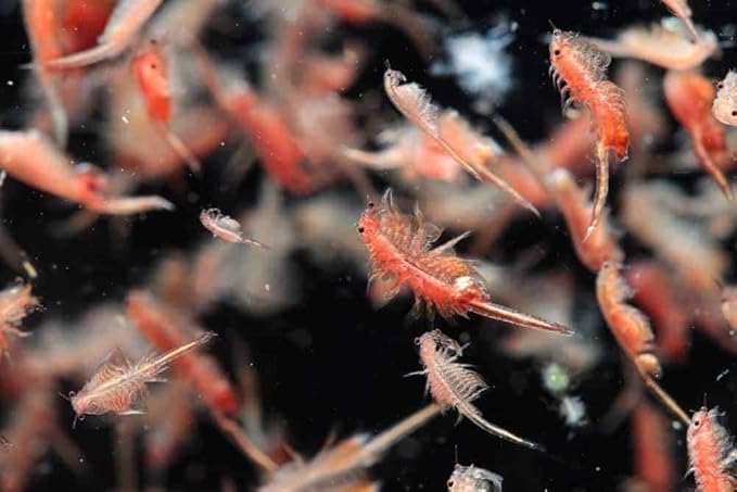 Aquatic Foods Inc. Brine Shrimp Artemia Eggs, Premium Grade 90% Hatch Rate from The Great Salt Lake, Utah, USA…8oz Med Jar