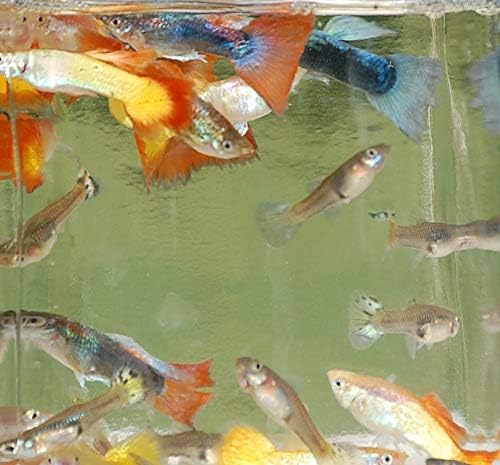 Quinn's Fins- Male Assorted Guppy 3 Pack