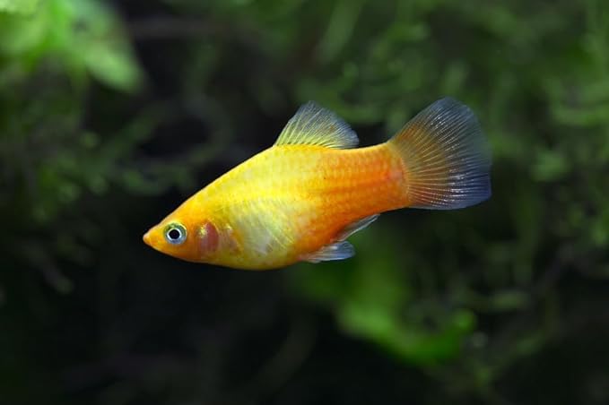 Swimming Creatures™ 4 Assorted Color Platy Mix (Xiphophorus maculatus) Freshwater Aquarium Live Fish (Size Approx. 3/4")