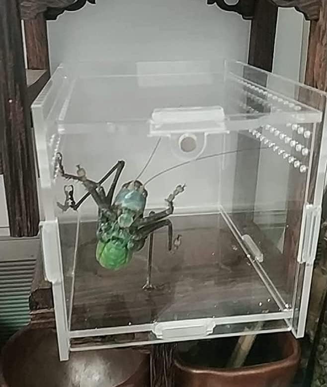 AWXZOM Magnetic Acrylic Case, micro habitat small Tarantula Enclosure enclosure for arboreal Tarantula Scorpion Sling Lizards Mantis Snake Gecko jumping spider snail Insect Isopods (3.5*3.5*3.7inch)
