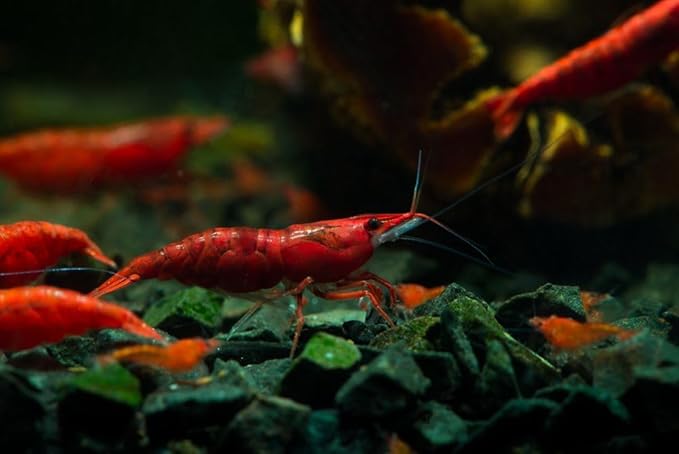 10+ High Grade Fire Red Cherry Shrimps Neocaridina Live Freshwater Shrimp Aquarium Inverts High-Grade Cherry Neocaridina Live Arrive Gurrentee