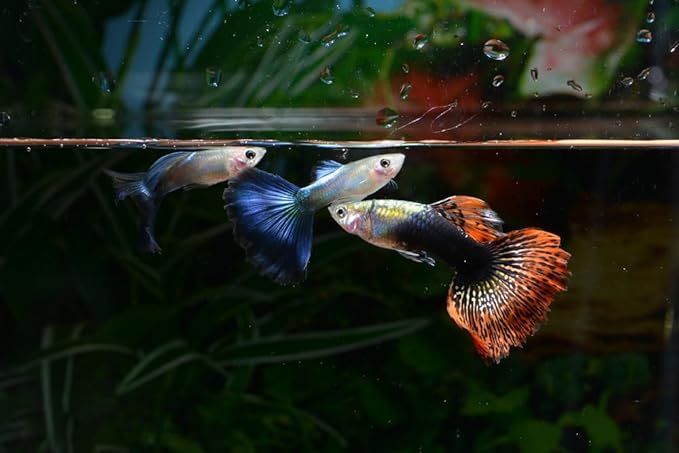 Swimming Creatures™ 15 Assorted Male & Female Guppy Live Tropical Freshwater Aquarium Fish