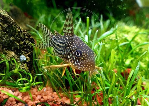 Swimming Creatures 5 PCS Assorted Corydoras Mix, Freshwater Aquarium Catfish Live Arrival Guarantee (3-4 Kinds Mix)
