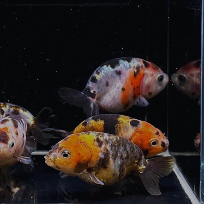 Calico Ranchu Goldfish 3" - Live Fish for Aquarium, Exotic Freshwater, Live Aquarium Fish