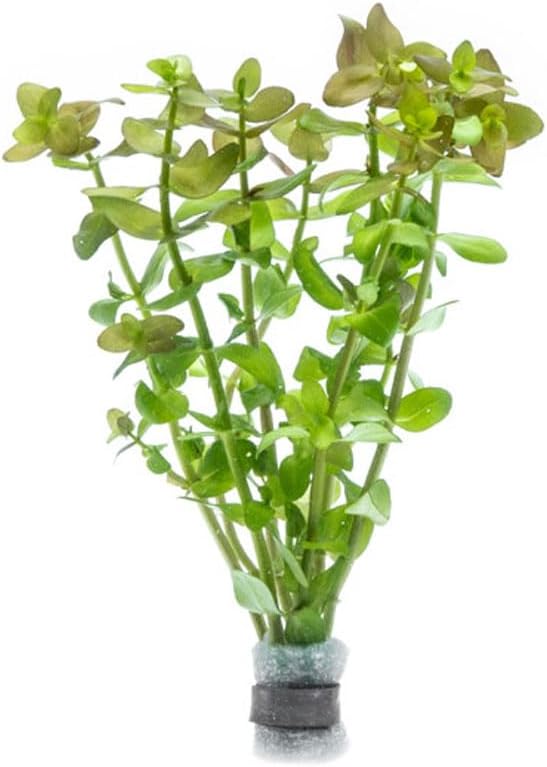 SubstrateSource Live Aquarium Red Stem Plants - Freshwater Aquatic Plant for Fish Tanks, Aquascaping - (Cabomba Piauhyensis Red, 1 Bunch)