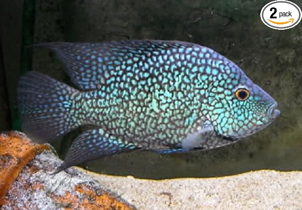 2 Pack - Blue Texas Cichlid Live Freshwater Aquarium Fish