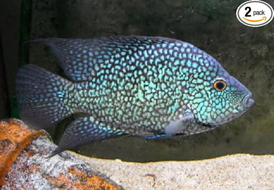 2 Pack - Blue Texas Cichlid Live Freshwater Aquarium Fish