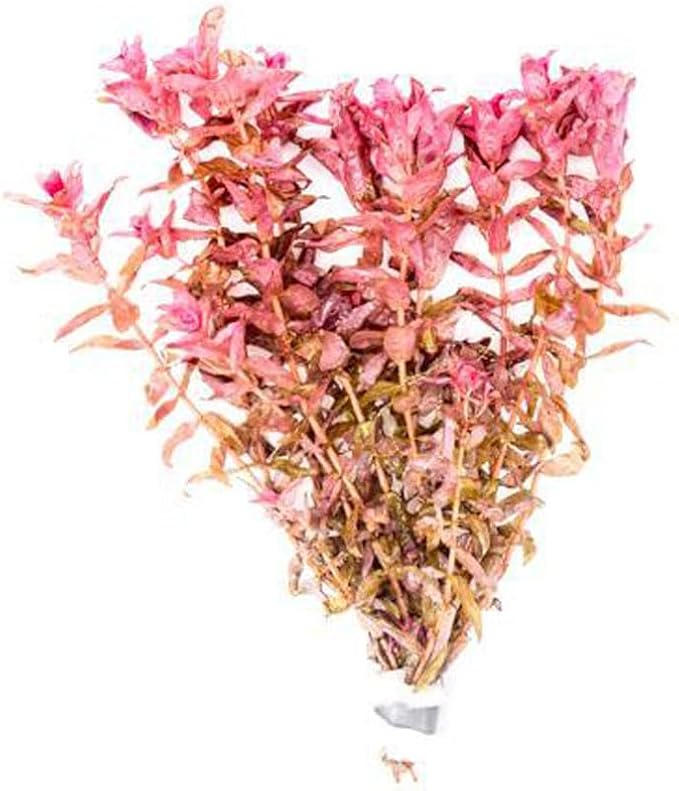 SubstrateSource Live Aquarium Red Stem Plants - Freshwater Aquatic Plant for Fish Tanks, Aquascaping - (Rotala Rotundifolia, 1 Bunch)