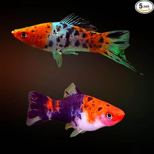 Koi Swordtail (pack of 5) - Live Fish for Aquarium Exotic Freshwater Live Fish, Live Aquarium Fish, Live Fish, Live Freshwater Fish Freshwater Fish Live Buy Live Fish