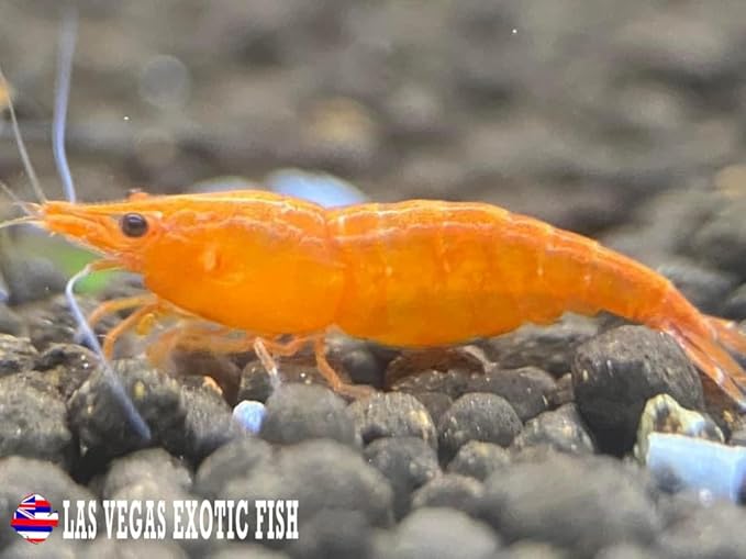 Las Vegas Exotic Fish™ 10 Orange Sunkist Neocaridina Shrimp Live Freshwater Shrimp Aquarium Inverts (Orange Sunkist)