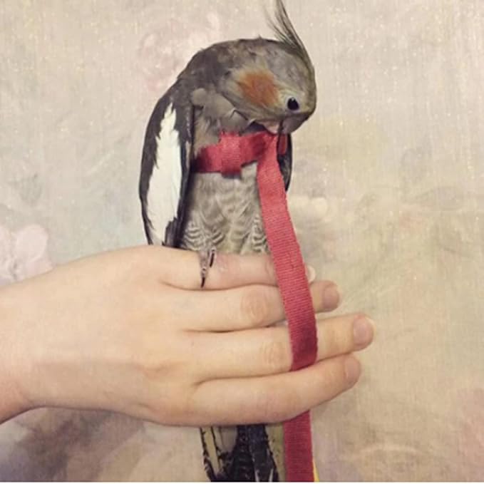 Adjustable Birds Harness and Leash Parrot Harness Leash Training Supplies Pet Anti-bite Outdoor Flying Rope for Conures Budgerigar Lovebird Cockatiel Mynah (S, Red)
