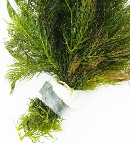 Live Aquarium 6 Hornwort Coontail Indoor Plants - Excellent Aquarium Plant - Beautiful Effect to Aquarium - Fast Growth, Long Lasting & Easy to Care Aquatic Plants - Pack 6