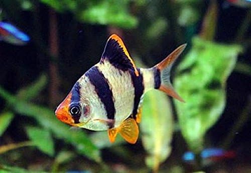 Pair of Tiger Barbs 1-1.5 Inches - Freshwater Live Tropical Fish
