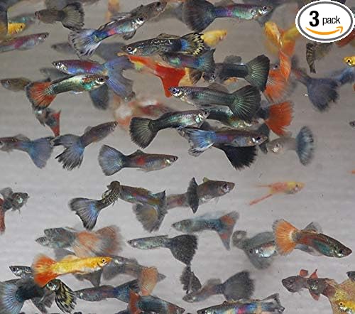 Quinn's Fins- Male Assorted Guppy 3 Pack