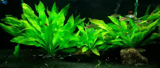 Marcus Fish Tanks - Amazon Sword Echinodorus Bleheri Easy Live Aquarium Plants for Aquatic Freshwater Fish Tank Buy 2 GET 1
