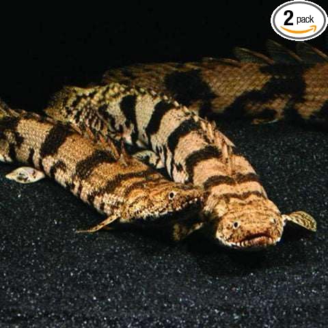 Polypterus Saddled Bichir juvenilles (Pack of 2 Fish) - Aquarium Exotic Freshwater Live Fish