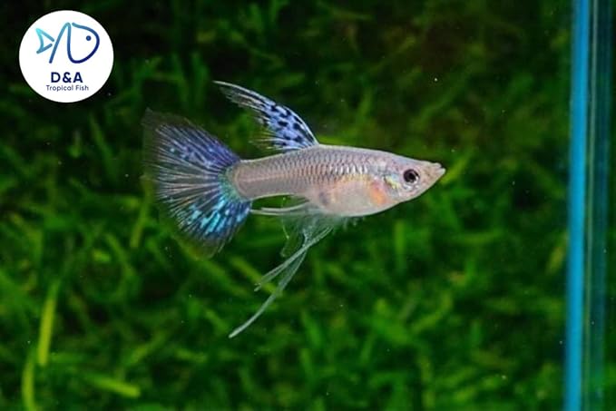 D&A Tropical Live Fish Blue Grass Ribbons Guppy Live Fish for Aquariums, Freshwater (1 Breeding Pair, 1 Male, 1 Female)
