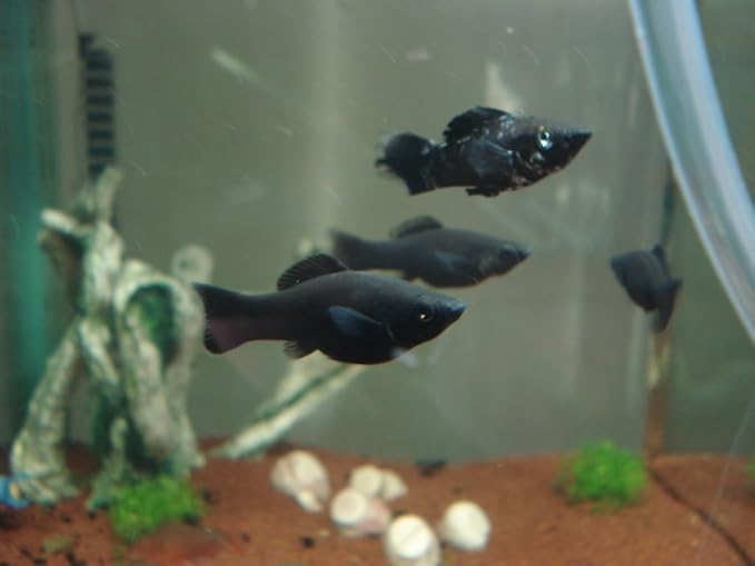Black Molly - Freshwater Live Tropical Fish