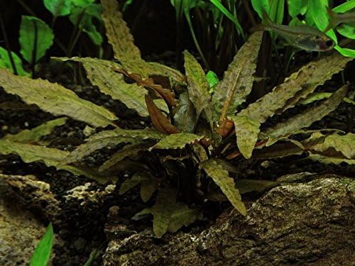 Foreground Potted Live Aquarium Plants | Freshwater Aquatic Plants for Aquariums (Cryptocoryne Bronze, 1)