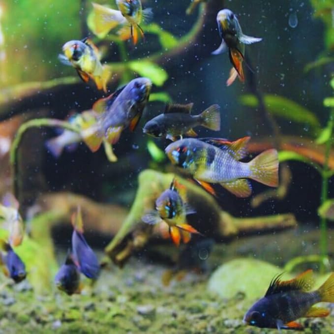 Neat&Tidy German Black Ram - Live Aquarium Fish (Pack of 2)