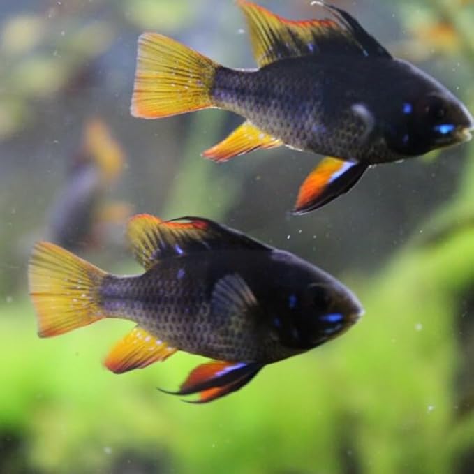Neat&Tidy German Black Ram - Live Aquarium Fish (Pack of 2)