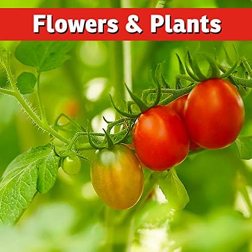 Répulsif anti-écureuils I Must Garden : Protège véhicules, plantes, terrasses et meubles – Efficace contre les tamias – Flacon prêt à l'emploi de 946 ml
