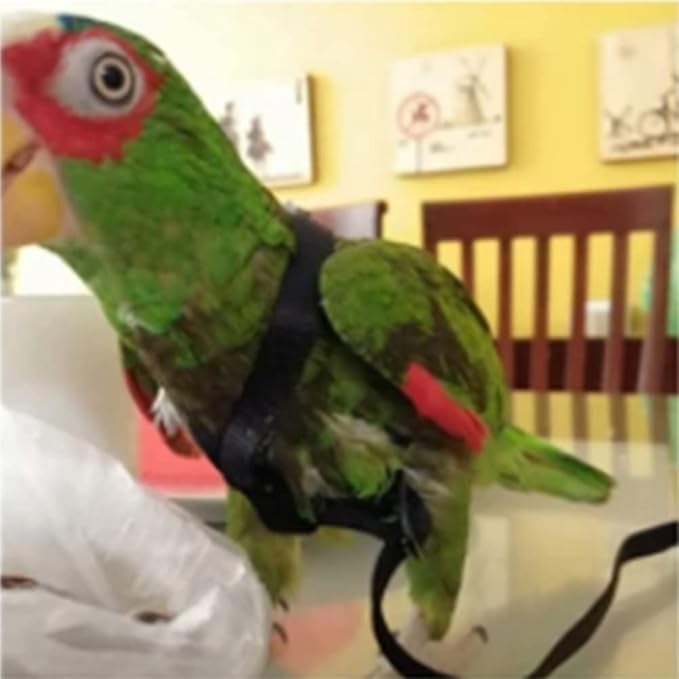 Adjustable Birds Harness and Leash Parrot Harness Leash Training Supplies Pet Anti-bite Outdoor Flying Rope for Conures Budgerigar Lovebird Cockatiel Mynah (S, Black)