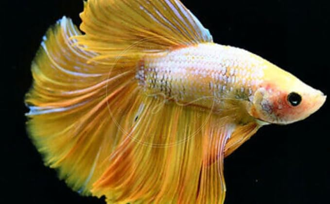 Swimming Creatures™ Betta Live Freshwater Aquarium Fish (Male Halfmoon Gold)