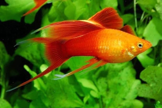 Aquatic Foods Inc. Live Bearer Ultra Red Color Enhancing 1.5mm-2mm Floating Pellets. Color Enhancing in 10-Days for Swordtails, Platies, All Live Bearers…1-lb 8oz Medium Jar