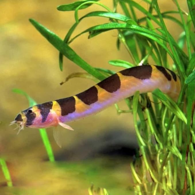 Striped kuhli Loach (Pack of 6 Fish) - Aquarium Exotic Freshwater Live Fish