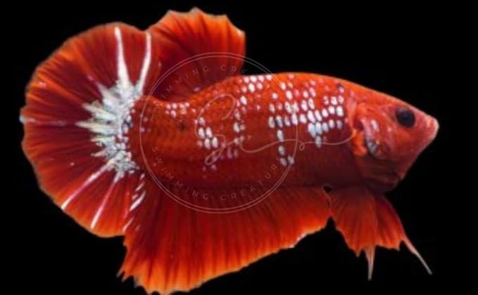 Swimming Creatures™ Betta Live Freshwater Aquarium Fish (Male Hellboy A Grade)