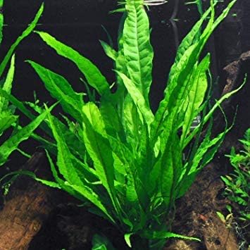 California Bundle - 25+ Stems / 6 Species Live Aquarium Plants Package