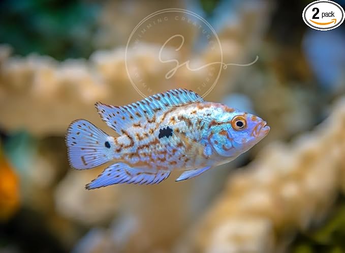 Swimming Creatures 2 Blue Electric Dempsey (Rocio octofasciata) Size Approx 0.75" - AKA Jack Dempsey Cichlid Freshwater Aquarium Fish Live