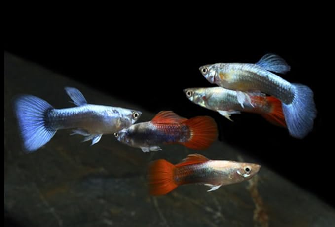 Swimming Creatures™ 15 Assorted Male & Female Guppy Live Tropical Freshwater Aquarium Fish