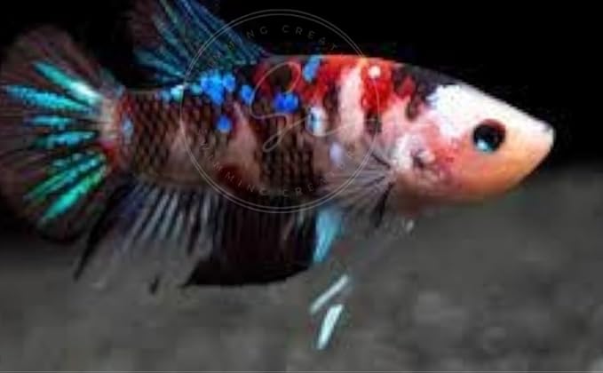 Swimming Creatures™ Betta Live Freshwater Aquarium Fish (Female Koi Betta)