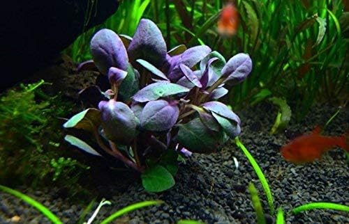 Foreground Potted Live Aquarium Plants | Freshwater Aquatic Plants for Aquariums (Lobelia Cardinalis, 1)