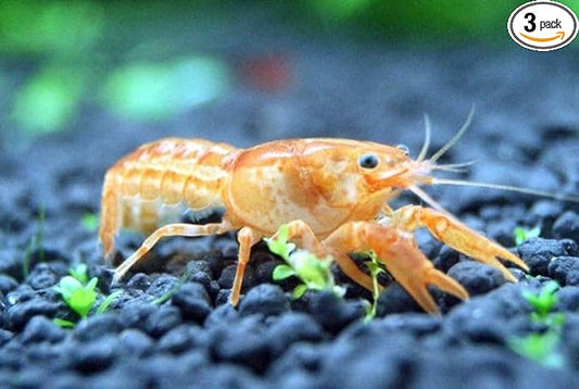 3 Live CPO Mexican Orange Dwarf Crayfish CPO