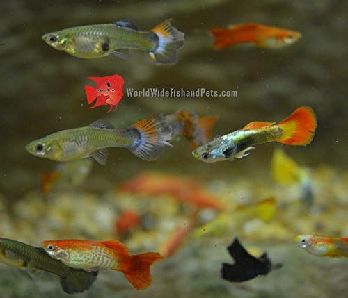 Live Freshwater Aquarium Fish - (5) 5-Pack of Mixed Color Male Guppies - 5 of Mixed Color Male Guppies Live Tropical Fish - Great for Aquariums - Populate Your Fish Tank!