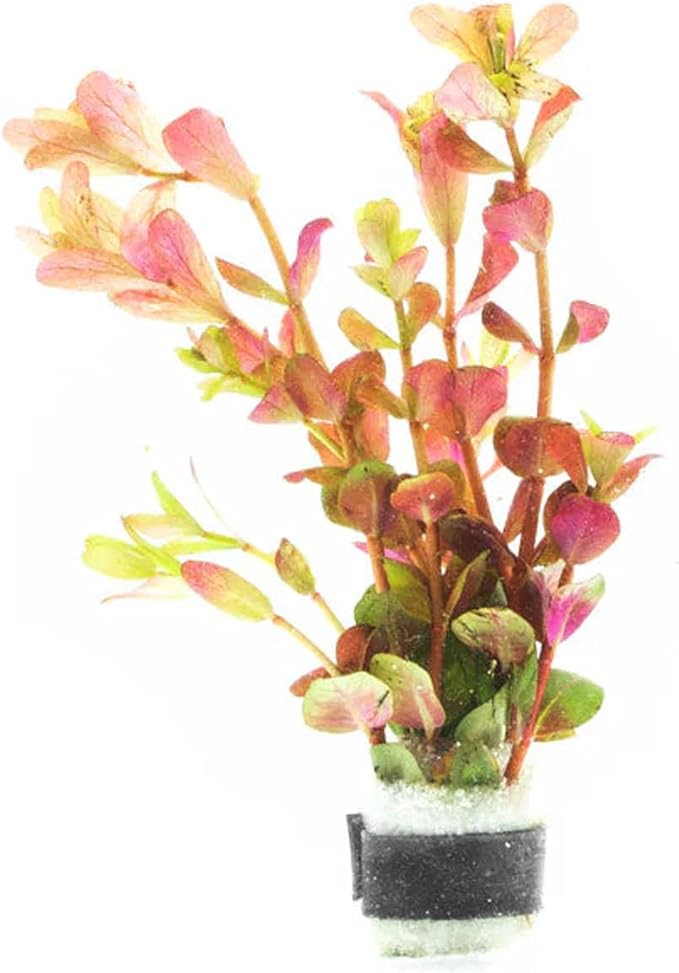 SubstrateSource Live Aquarium Stem Plants - Freshwater Aquatic Plant for Fish Tanks, Aquascaping - (Rotala Rotundifolia Orange Juice, 1 Bunch)