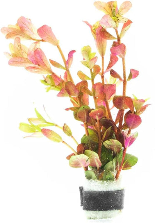 SubstrateSource Live Aquarium Stem Plants - Freshwater Aquatic Plant for Fish Tanks, Aquascaping - (Rotala Rotundifolia Orange Juice, 1 Bunch)