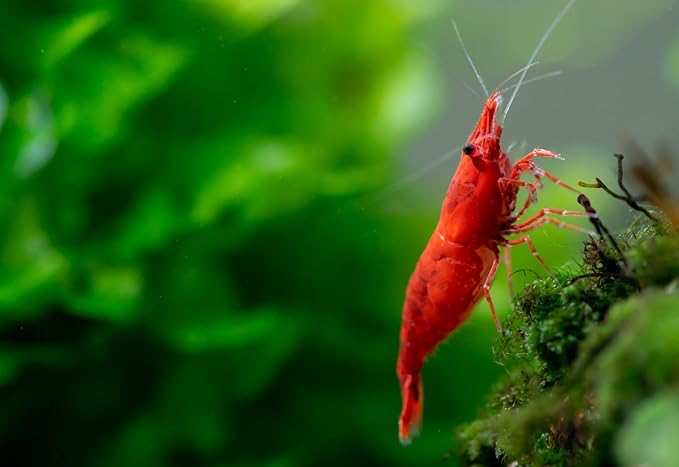 10+ High Grade Fire Red Cherry Shrimps Neocaridina Live Freshwater Shrimp Aquarium Inverts High-Grade Cherry Neocaridina Live Arrive Gurrentee